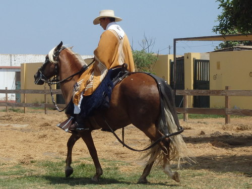 Peruvian Step Horse Show.